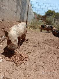 Minipig giuliana