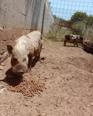Minipig giuliana