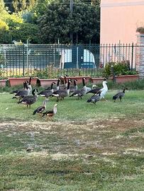 Coppie di canadesi
