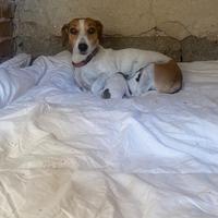 Cucciolata jack russell