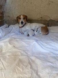 Cucciolata jack russell