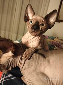 Gatti Sphynx
