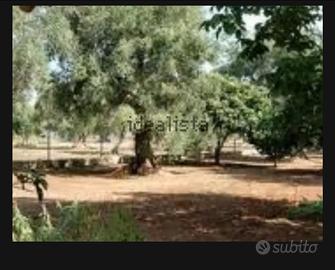Terreno agricolo a uliveto