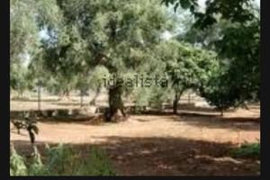 Terreno agricolo a uliveto