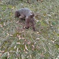 Lagotto Romagnolo con pedigree