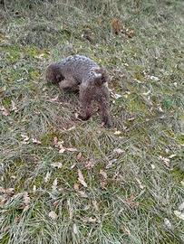 Lagotto Romagnolo con pedigree