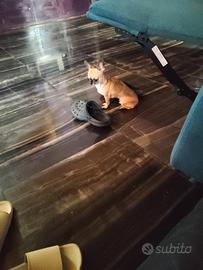 Hfrt chihuahua mini Toy