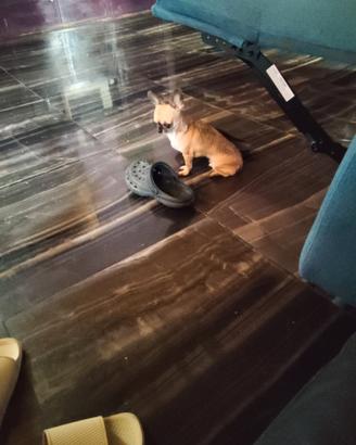 Hfrt chihuahua mini Toy