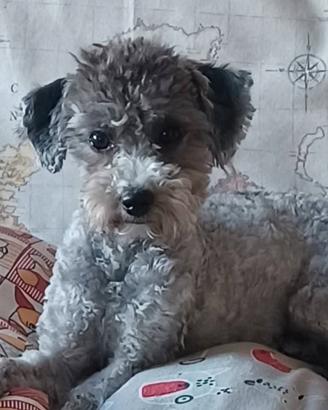 Barboncino toy x accoppiamento