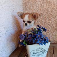 Chihuahua