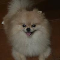 Vendita volpino di Pomerania