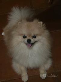 Vendita volpino di Pomerania