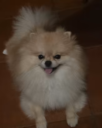 Vendita volpino di Pomerania