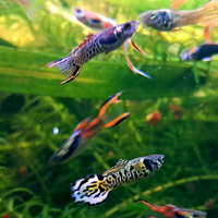 Guppy ed Endler, pesci sani, attivi e super colora