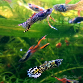 Guppy ed Endler, pesci sani, attivi e super colora