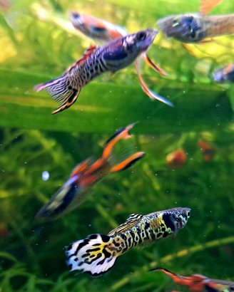 Guppy ed Endler, pesci sani, attivi e super colora