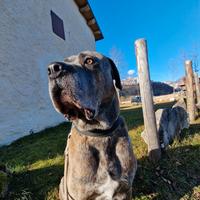 Cane Corso disponibile per accoppiamento