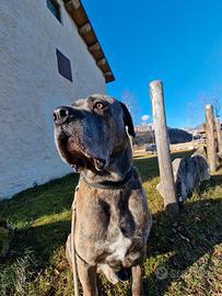 Cane Corso disponibile per accoppiamento