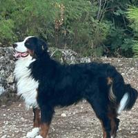 Bovaro del bernese maschio disponibile per monta