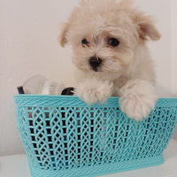 Maltipoo Toy