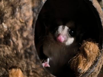 Petauro dello zucchero