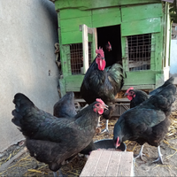 Australorp nere