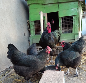 Australorp nere