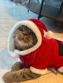 Gatto scottish straight x monta