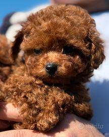 Barboncino semiasiatico con il p ENCI