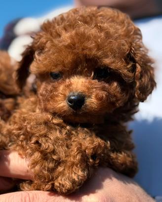 Barboncino semiasiatico con il p ENCI