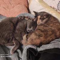 Addetta alle pulizie