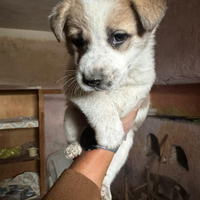 Cuccioli taglia grande,Caserta