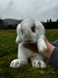 Coniglio nano da compagnia