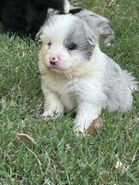 Cuccioli di border collie