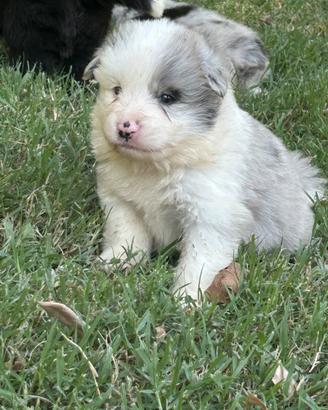 Cuccioli di border collie