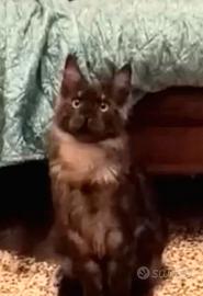 Maine Coon Black smoke Pedigree