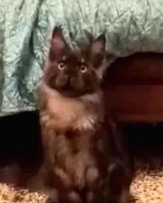 Maine Coon Black smoke Pedigree