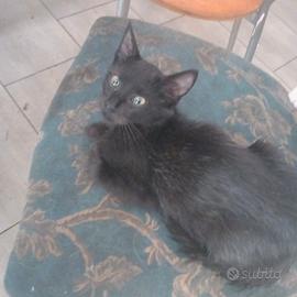 Gattini aspettano casa ( in foto solo alcuni)