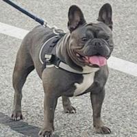 Bulldog francese esotico disponibile x monte