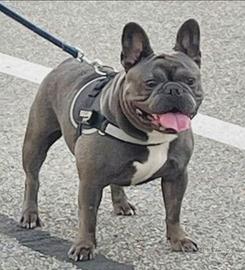 Bulldog francese esotico disponibile x monte