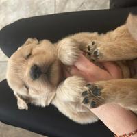 Cuccioli golden retriever americani