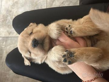 Cuccioli golden retriever americani