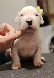 Dogo argentino cuccioli