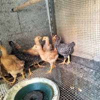 Amrok, robusta lionata e bionda piemontese per inc