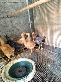 Amrok, robusta lionata e bionda piemontese per inc