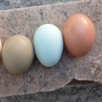 Galline galli pulcini