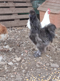 N 2 galletti moroseta