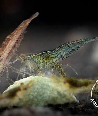 Neocaridina scarti di selezione