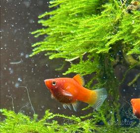 Platy