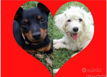 Cuccioli cane taglia piccola